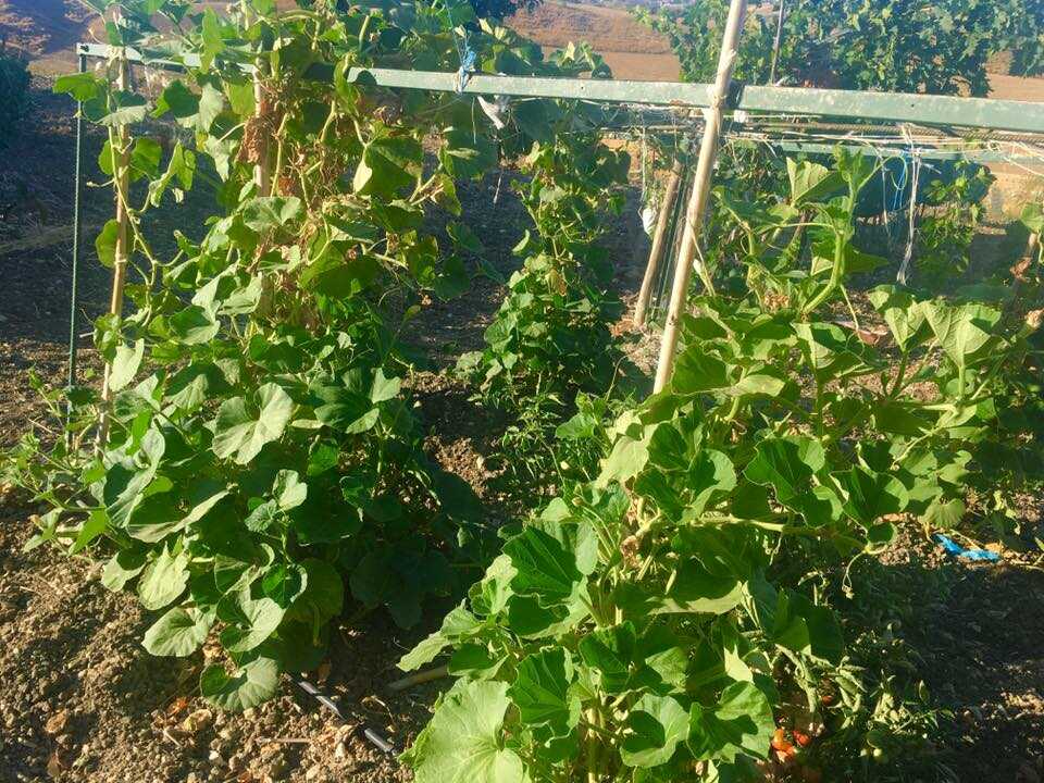 Agriturismo a Sutera